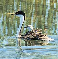 Western grebe and a chick. photo by Ken Retallic
