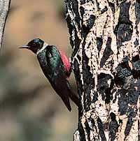 Lewis woodpecker. photo by Larry Barnes