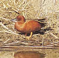 cinnamon teal. photo by Ken Retallic