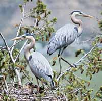 great blue herons. photo by Ken Retallic