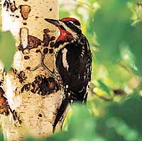 the yellow-bellied sapsucker. photo by Poo Wright-Pulliam
