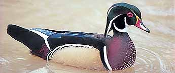 wood duck. photo by Larry Barnes