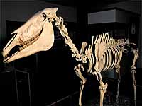 a complete skeletal cast of the Hagerman Horse. photo by David N. Seelig