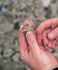 fossil fragment found scattered around the site of the Smithsonian Institution's original horse quarry on the monument. photo by David N. Seelig