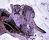 Mountain Lion Cub, Warm Springs Creek, Sun Valley, Idaho