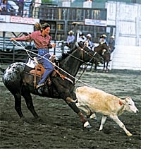 After roping the calf, the cowgirl must dismount, flip the calf on its side and tie up three of its legs. photo by David N. Seelig