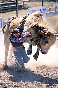 In bull riding, a cowboy tries to stay on a 1200 pound bull for eight seconds. photo by Hillary Mayberry