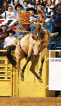 Wardell competes in the 1997 National Finals Rodeo in Las Vegas. photo courtesy Kelly Wardell