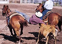A bulldogger jumps from a galloping horse onto a reluctant steer in the steer wrestling event. photo by Hillary Mayberry