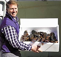 Stuart Siderman shows off his fresh lobsters. photo by Willy Cook