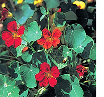 Photo by David N. Seelig  Nasturtium flowers add color to any salad and are sweet, too.