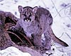 Mountain Lion Cub, Warm Springs Creek, Sun Valley, Idaho