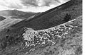 steve snyder, baldy sheep Jump 