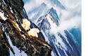michael coleman, rocky mountain goats, 24 x 44
