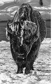 "Buffalo Standing" by Steve Snyder
