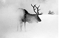 "Elk Fog" by Steve Snyder