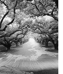 Oak Alley by Barbara Kline