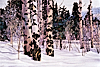 Divit Cardoza, "Winter Aspens, West Mountain" watercolor, 40"x60"