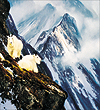 michael coleman   rocky mountain goats   24 x 44